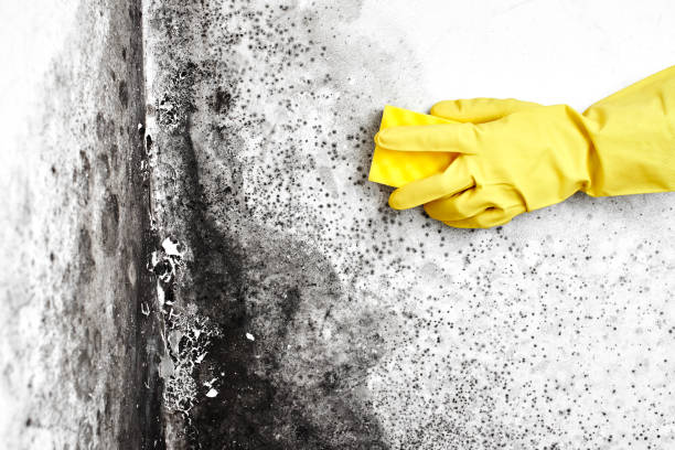 Best Commercial Mold Remediation in Oxford, NC