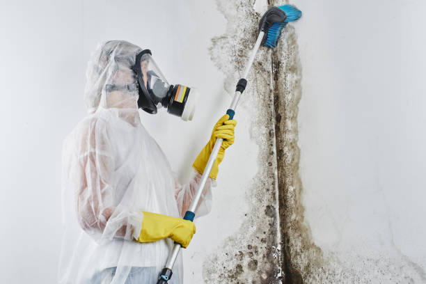 Professional Mold Remediation in Oxford, NC
