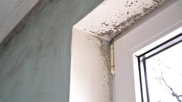 Best Black Mold Remediation in Oxford, NC